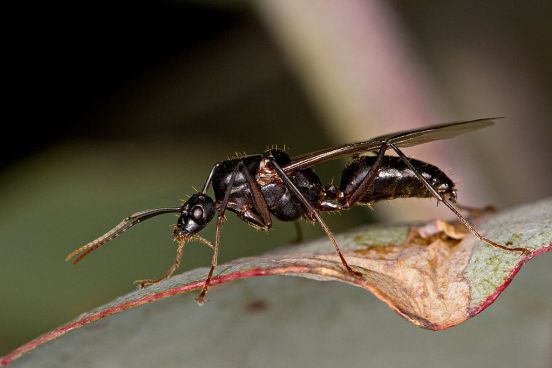 Main Difference - Flying Ants vs Flying Termites