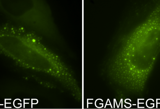 Main Difference - GFP vs EGFP