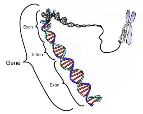 Main Difference - Gene vs Allele 