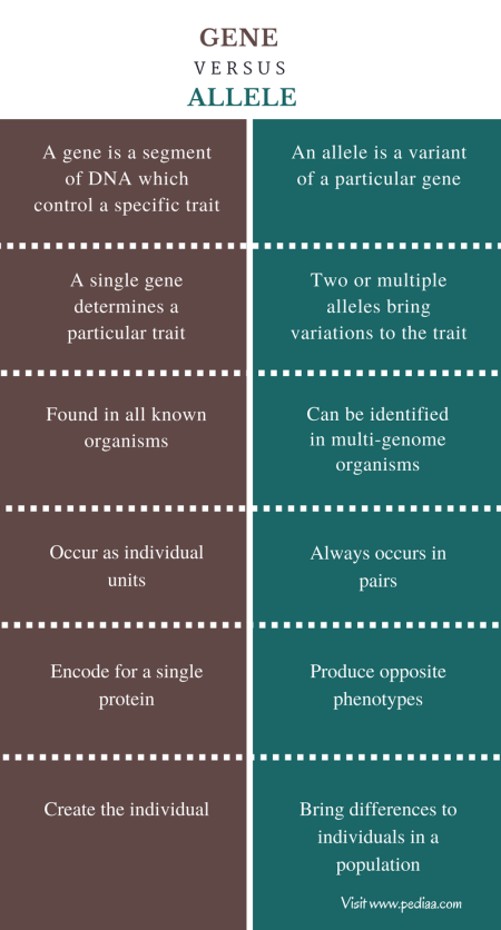 Difference Between Gene and Allele - Comparison Summary