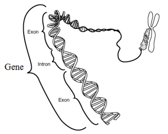 Main Difference - Gene vs Genome 