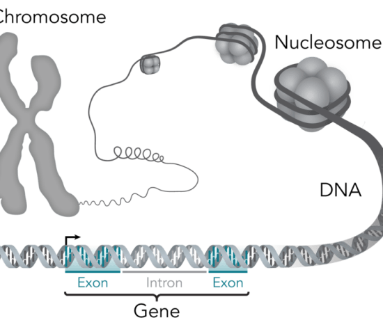 Main Difference - Genetics vs  Epigenetics 