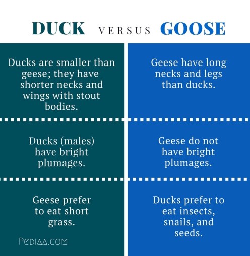 Difference Between Goose and Duck - infographic 