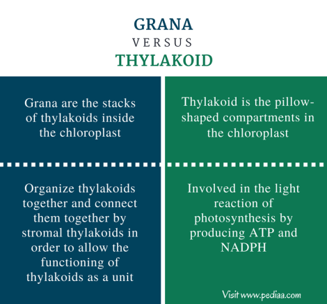 Difference Between Grana and Thylakoid - Comparison Summary