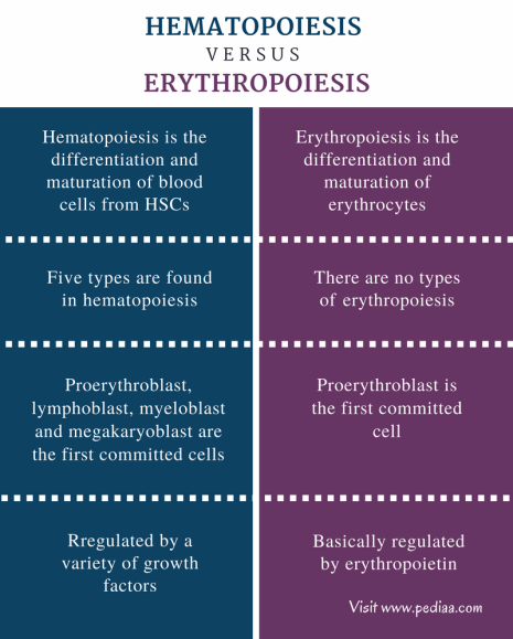 Difference Between Hematopoiesis and Erythropoiesis - Comparison Summary (1)