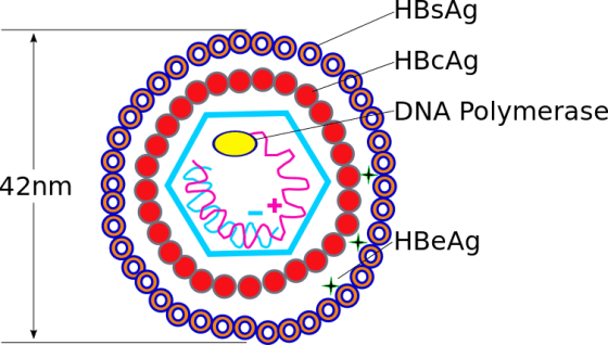 Main Difference - Hepatitis B vs  HIV 