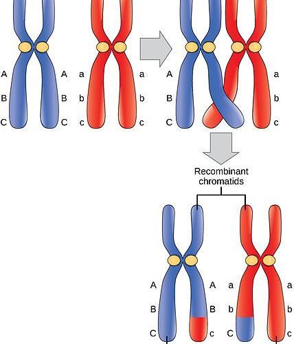 Main Difference - Homologous vs Non-homologous Chromosomes 