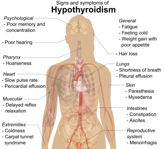 Main Difference - Hypothyroidism vs Hyperthyroidism 