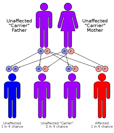 Main Difference - Inheritance vs Polymorphism 