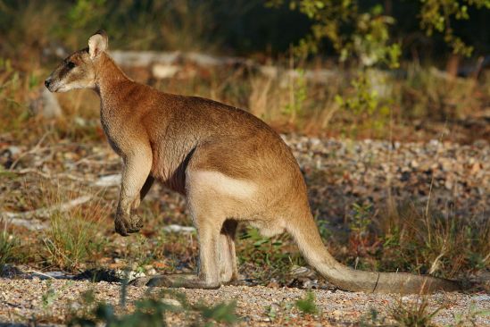 Main Difference - Kangaroo vs Wallaby