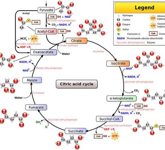 Main Difference - Krebs Cycle vs Glycolysis 