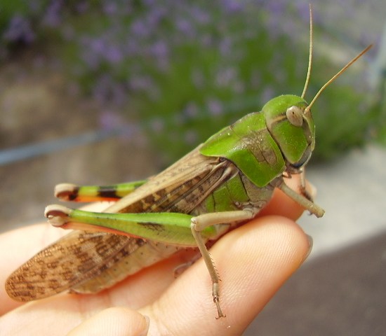 Main Difference - Locusts vs Cicadas 