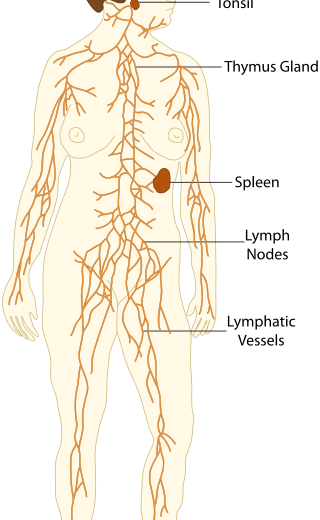 Main Difference - Lymphatic System vs Immune System 