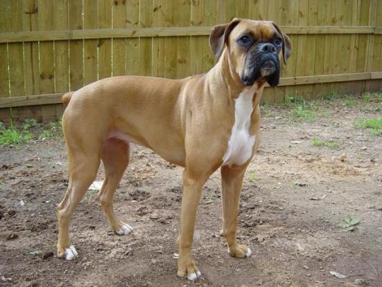 Difference Between Male and Female Boxer Dogs