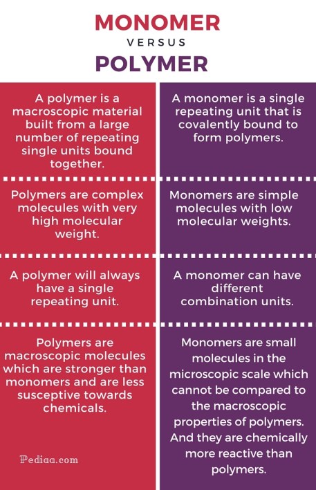 Difference Between Monomer and Polymer - infographic