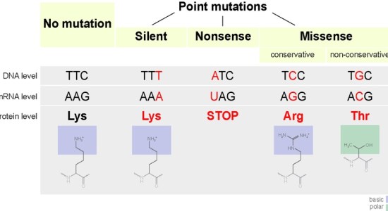 Main Difference - Mutation and Mutagen