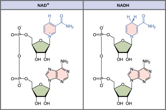 Difference Between NAD and NADP 