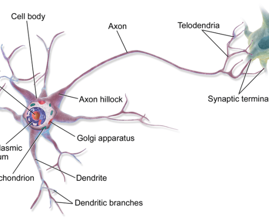 Main Difference - Neurons vs Neuroglia 