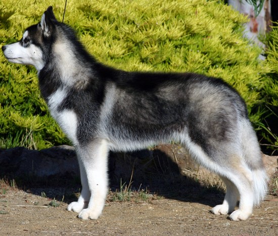 Main Difference - Northern Inuit vs Husky 
