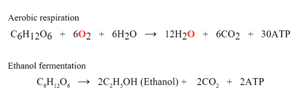 Difference Between Photosynthesis and Cellular Respiration - 2