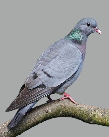 Main Difference - Pigeon vs Dove