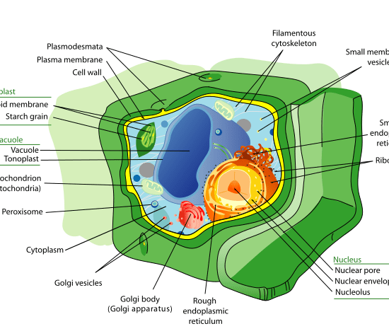Main Difference - Plant Cell vs Bacterial Cell 