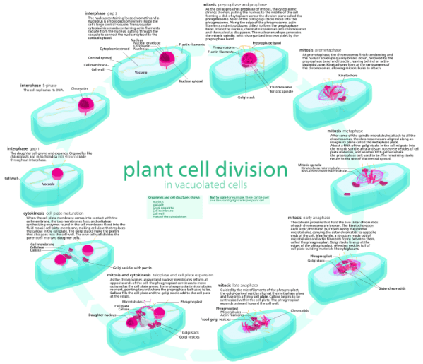 Main Difference - Plant vs Animal Cell Division
