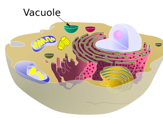 Main Difference -  Plant vs Animal Vacuoles 