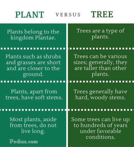Difference Between Plant and Tree- infographic