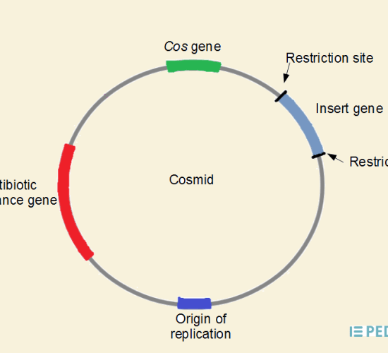 Main Difference - Plasmid vs Cosmid 