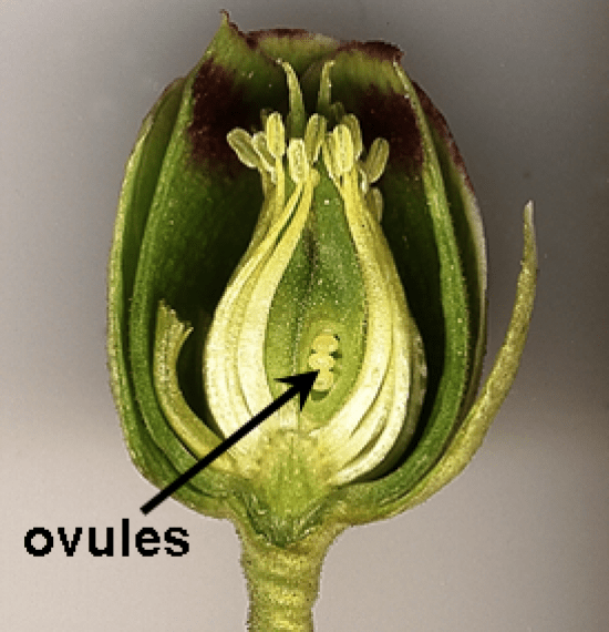 Main Difference - Pollen Grain vs Ovule 