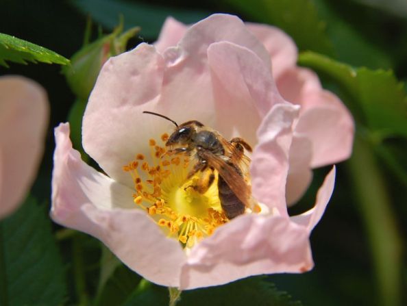 Main Difference - Pollination vs Fertilization 