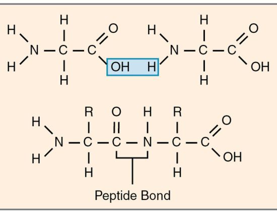 Main Difference - Polypeptide vs Protein 