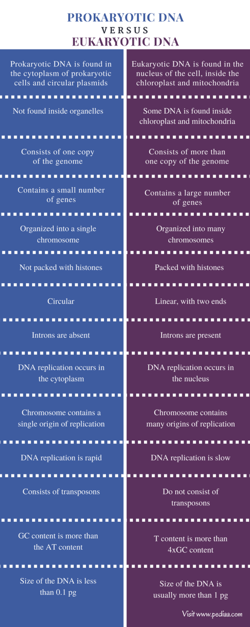 Difference Between Prokaryotic and Eukaryotic DNA - Comparison Summary 