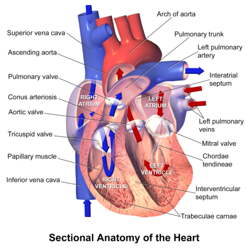 Main Difference -  Pulmonary Artery vs Pulmonary Vein 