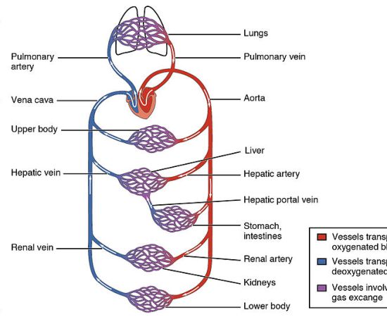 Main Difference - Pulmonary vs Systemic Circulation 