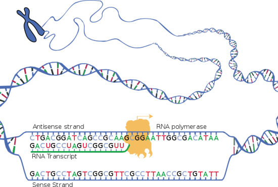 Main Difference - RNA Polymerase 1 2 3
