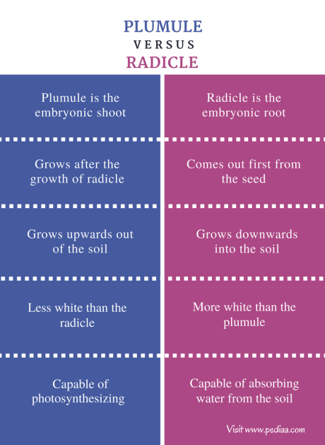 Difference Between Radial Plumule and Radicle - Comparison Summary