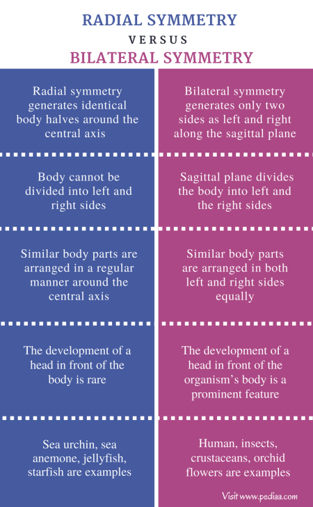 Difference Between Radial and Bilateral Symmetry - Comparison Summary