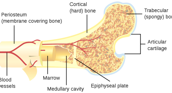 Main Difference - Red vs Yellow Bone Marrow 