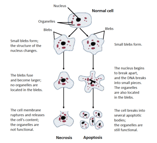 Main Difference - Reversible and Irreversible Cell Injury