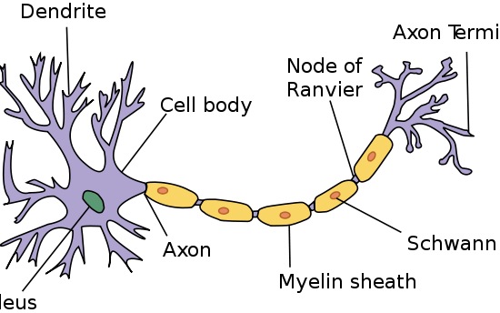 Main Difference - Schwann Cell vs Oligodendrocyte 