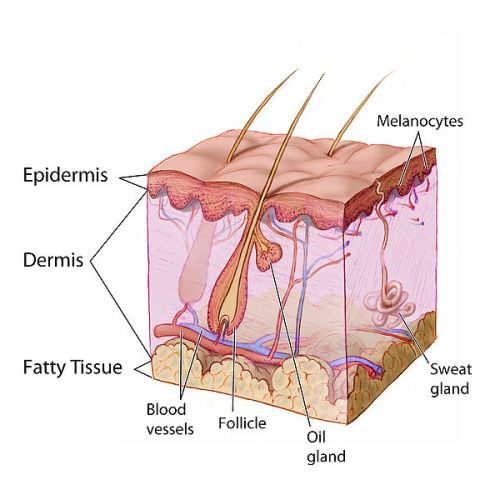 Main Difference -  Sebaceous Glands vs  Sweat Glands 