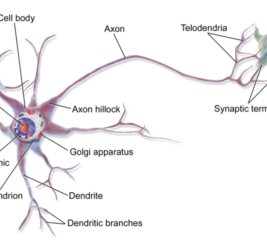 Main Difference - Sensory vs Motor Neurons 
