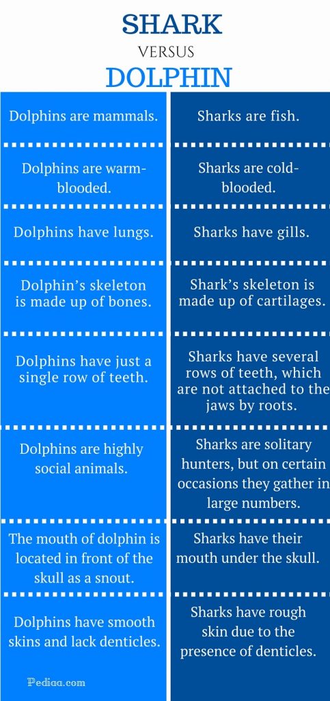 Difference Between Shark and Dolphin - infographic 