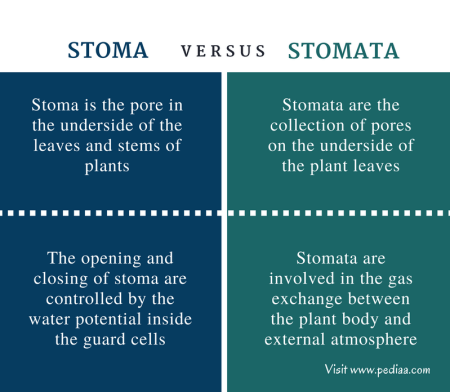 Difference Between Stoma and Stomata - Comparison Summary