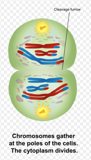 Main Difference - Telophase 1 vs  2
