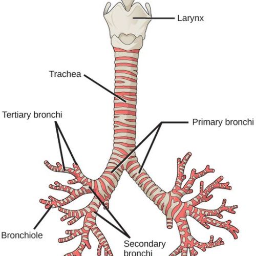 Difference Between Trachea and Bronchi