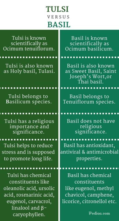 Difference Between Tulsi and Basil - infographic