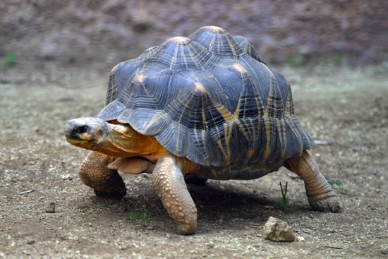 Main Difference - Turtle vs Tortoise